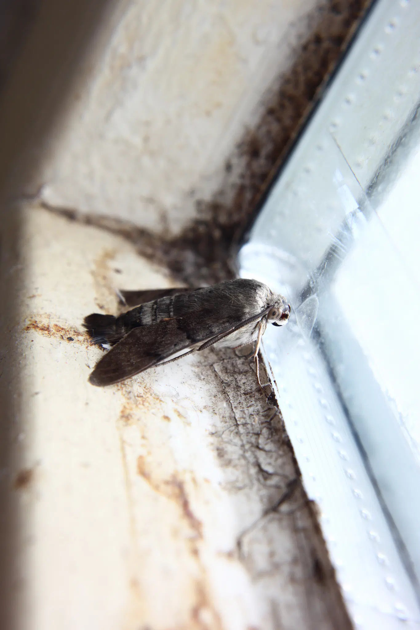 brown moth looking out of dirty window, from the side