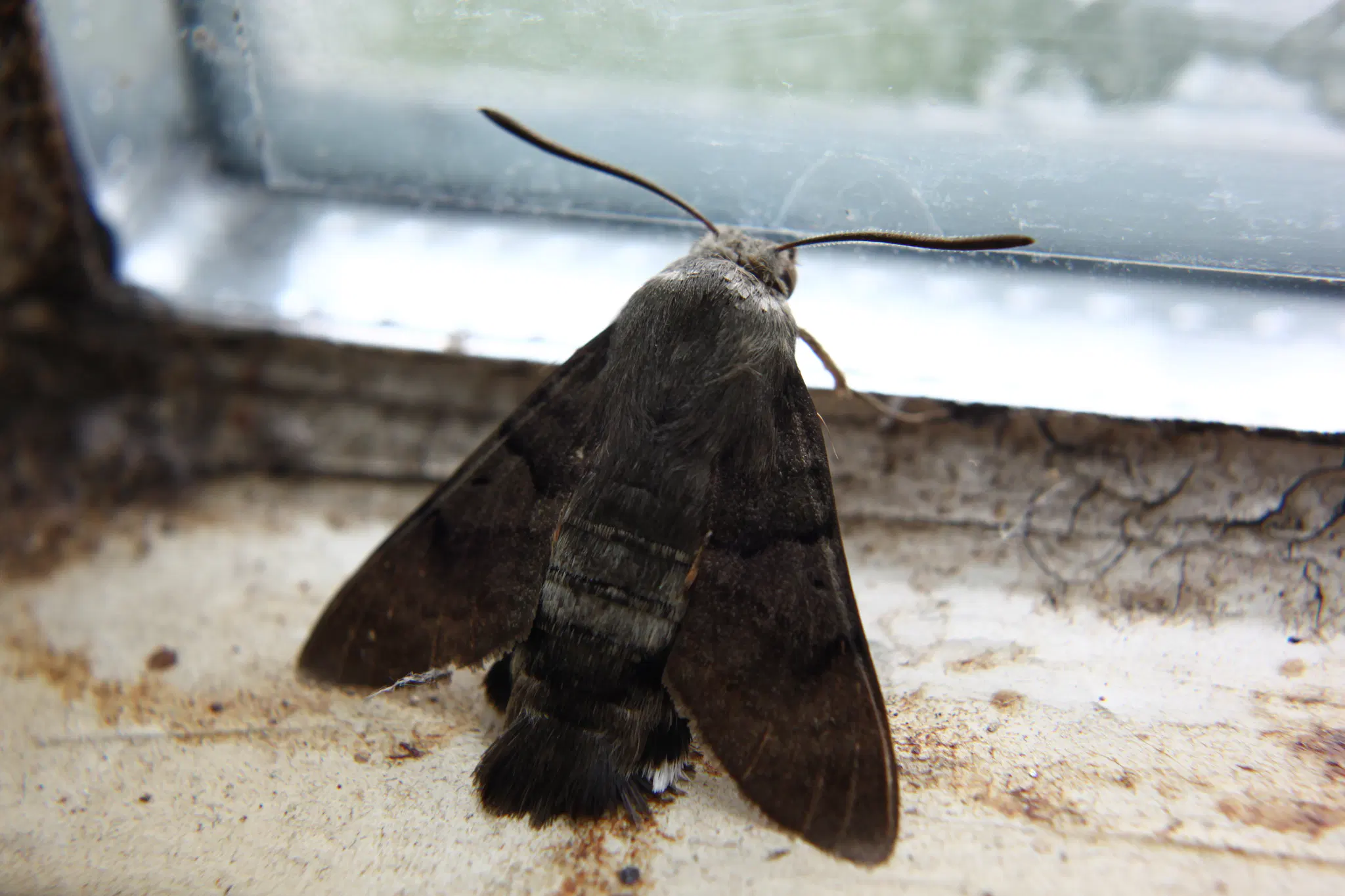 brown moth looking out of dirty window, antennae up